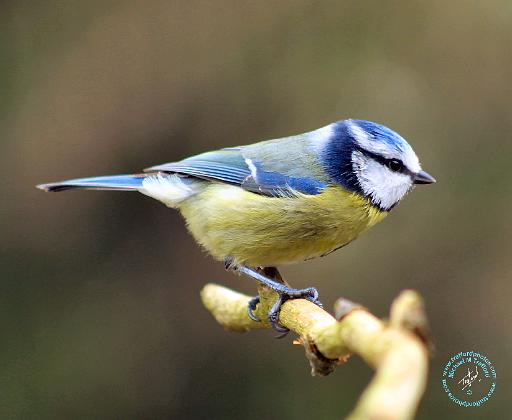 Blue Tit 8R86D-20.JPG